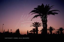 Image du Maroc Professionnelle de  Le jour se lève sur Marrakech la ville touristique par excellence du Maroc, quelques palmier du premier plan se dressent vers le ciel, d'ailleurs cet arbre tropical à grandes feuilles palmées est sacré, il fait partie des composantes majeures de l'identité de la ville rouge, depuis très longtemps, la loi  interdit formellement d'en couper, sous peine de très fortes amendes. Au fond le minaret de la Koutoubia. 15 Mars 1986. (Photo / Abdeljalil Bounhar)